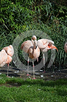 Beautiful group of flamingos with their long necks