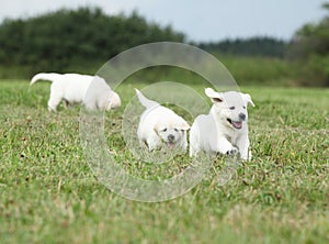 Beautiful group of golden retriever puppies running