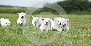 Beautiful group of golden retriever puppies running