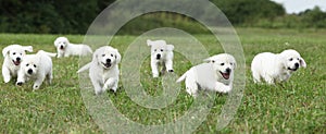 Beautiful group of golden retriever puppies running