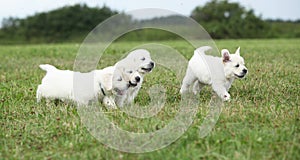 Beautiful group of golden retriever puppies running