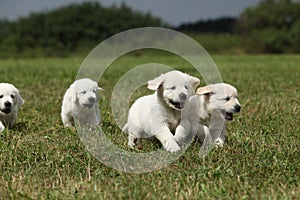 Beautiful group of golden retriever puppies running