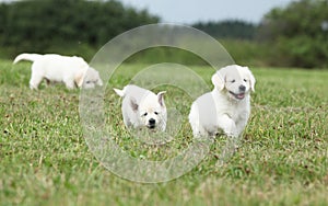 Beautiful group of golden retriever puppies running