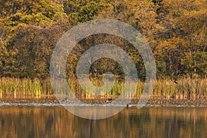 Beautiful group of Lesser Whistling Duck on lake of rainforest nature background