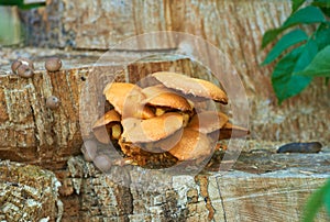 A beautiful group of mushrooms in the forest. Large group of bright orange wood-inhabiting wild mushrooms, Xeromphalina