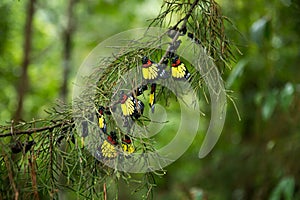 Beautiful group of new born butterfly.