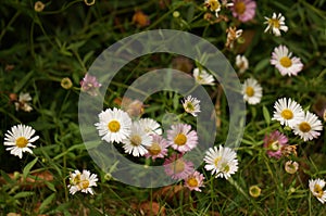 Beautiful group of Pink and White Dandelions