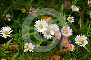 Beautiful group of Pink and White Dandelions