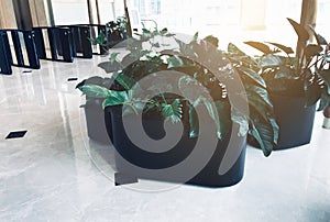 Beautiful group of plant pots in a business building