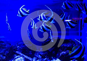 Beautiful group of sea fishes captured on camera under the water under dark blue natural backdrop of the ocean or aquarium.