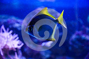 Beautiful group of sea fishes captured on camera under the water under dark blue natural backdrop of the ocean or aquarium.