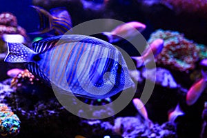 Beautiful group of sea fishes captured on camera under the water under dark blue natural backdrop of the ocean or aquarium.