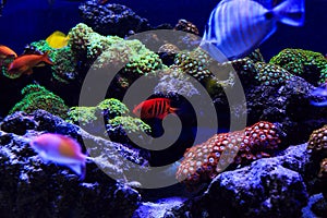 Beautiful group of sea fishes captured on camera under the water under dark blue natural backdrop of the ocean or aquarium