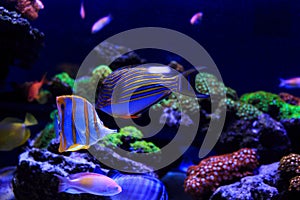 Beautiful group of sea fishes captured on camera under the water under dark blue natural backdrop of the ocean or aquarium