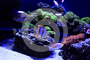 Beautiful group of sea fishes captured on camera under the water under dark blue natural backdrop of the ocean or aquarium