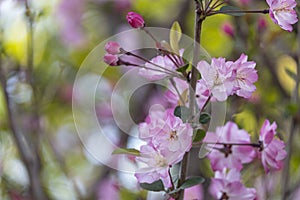 beautiful group of sweet pink Japanese cherry blossoms flower or sakura bloomimg on the tree branch. Small fresh buds and many