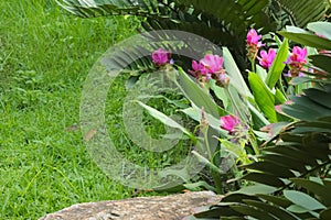 A beautiful group of tropical, shocking-pink, long-stem flowers, in a lovely garden-park, in Thailand.