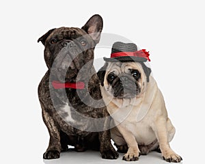 beautiful group of two puppies wearing hat and bowtie and looking forward