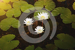 Beautiful group of white lotus flower with leaves in pool on dark