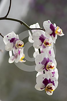 Beautiful group of white and pink orchid flowers in bloom with buds, indoor flowering phalaenopsis, purple spotted