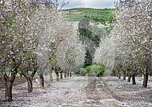 Beautiful grove of blooming almond trees at rainy day photo