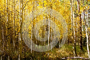 Beautiful grove of bright yellow aspen trees