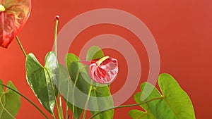 A beautiful growing anthurium flower rotates on a bright orange background. Exotic flower grown at home. Selective focus, shallow