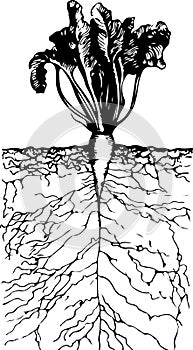 Beautiful growing beetroot with roots in the ground inside view