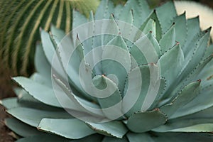 Beautiful grown agave cactus, sukkulent, close up