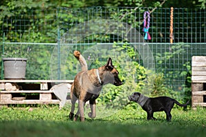 Beautiful grown up belgian malinois shepherd dog an a cute black labrador retriever puppy