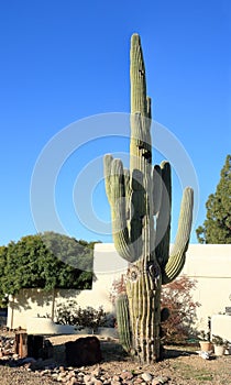 Beautiful grown up Saguaro in Arizona Front Yard