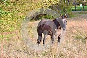 Beautiful Grulla Dun Horse Mare in Fall Pasture