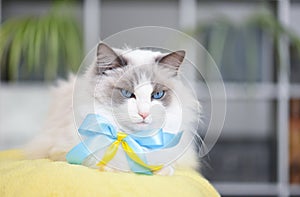 Krásny nevrlý mačka modrý oči na deka 
