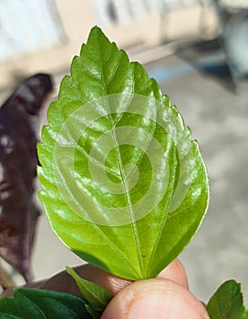 Beautiful Gudhal Green leaf  & x28;Hibiscus leaf& x29;