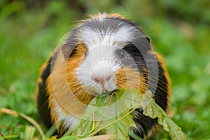 A beautiful guinea pig eating in the garden