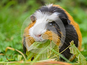 A beautiful guinea pig eating in the garden