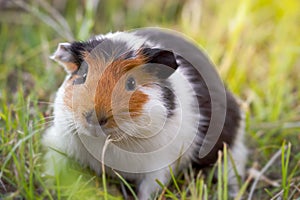 Beautiful guinea pig is gnawing grass.