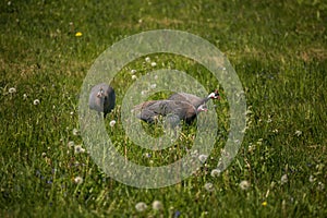 Beautiful guineafowl birds feeding in the grass.