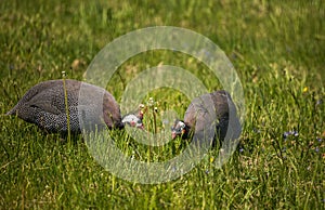 Beautiful guineafowl birds feeding in the grass.
