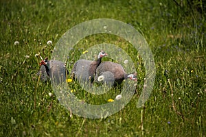 Beautiful guineafowl birds feeding in the grass.