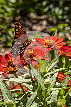 A Beautiful Gulf Fritillary Butterfly