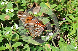 Beautiful Gulf Fritillary butterfly on flowers, closeup