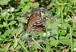 Beautiful Gulf Fritillary butterfly on flowers, closeup