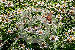 A Beautiful Gulf Fritillary or Passion Butterfly in a Sea of White Flowers