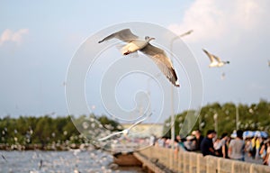 Beautiful Gull flying at Bangpoo, Thailand