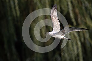 A beautiful gull larus bird flying above water in a park during autumn