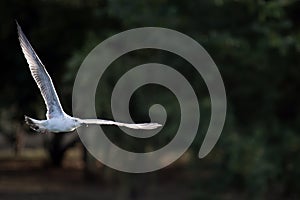 A beautiful gull larus bird flying above water in a park during autumn with beautiful creamy green background