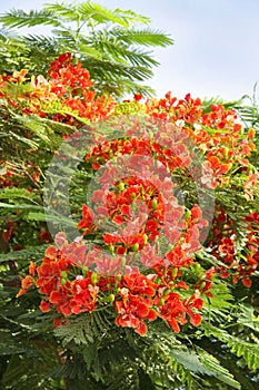 Beautiful Gulmohar flowers