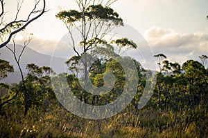 beautiful gum Trees and shrubs in the Australian bush forest. Gumtrees and native plants growing in Australia