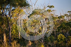 beautiful gum Trees and shrubs in the Australian bush forest. Gumtrees and native plants growing in Australia